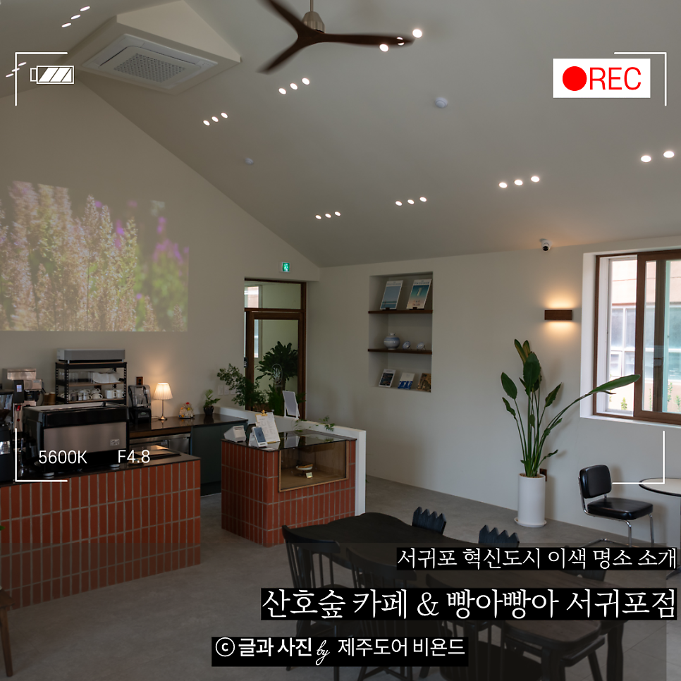 산호숲 사진 1