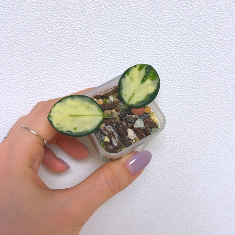 호야 마틸드 바리에가타_키우기 쉬운 희귀식물