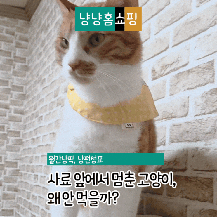  사료 앞에서 멈춘 고양이, 왜 안 먹을까?