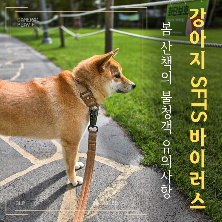  강아지 SFTS 바이러스, 2026 봄 산책이 마냥 기쁘지 않은 이유