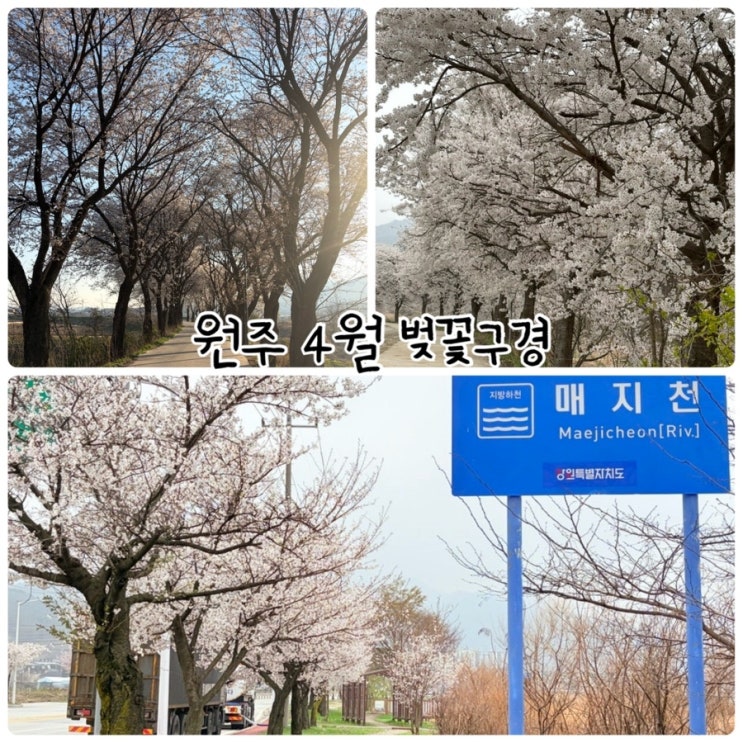  원주 4월 벚꽃 구경(문막 대감집 앞, 원주흥업 매지천)
