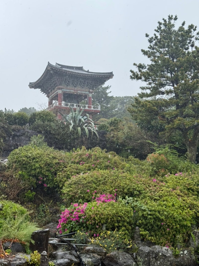 JEJU_02(유민 아르누보 뮤지엄, 섭지코지, 바람의 언덕, 장흥식당 접작뼈국, 스나오 코히, 약천....