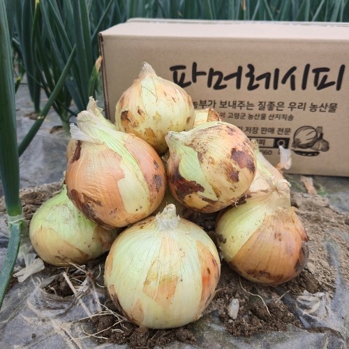  아삭하고 달큰한 청년농부 햇양파 후기! 조생양파로 봄 식탁 완성