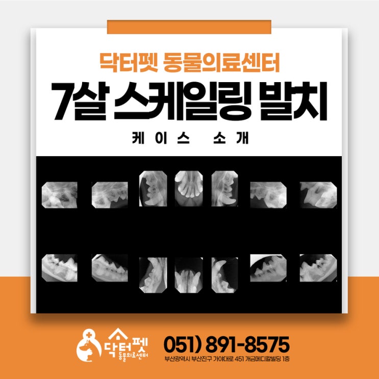  밥 먹다 비명 지르는 7살 미니핀 치과 치료 케이스 부산 강아지 동물병원