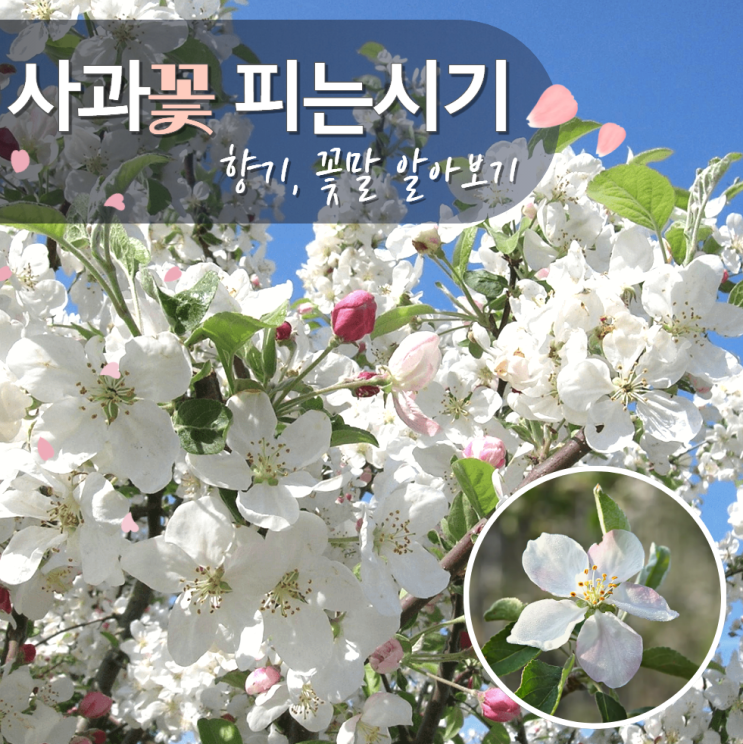  사과꽃피는시기 꽃말 향기 총정리!