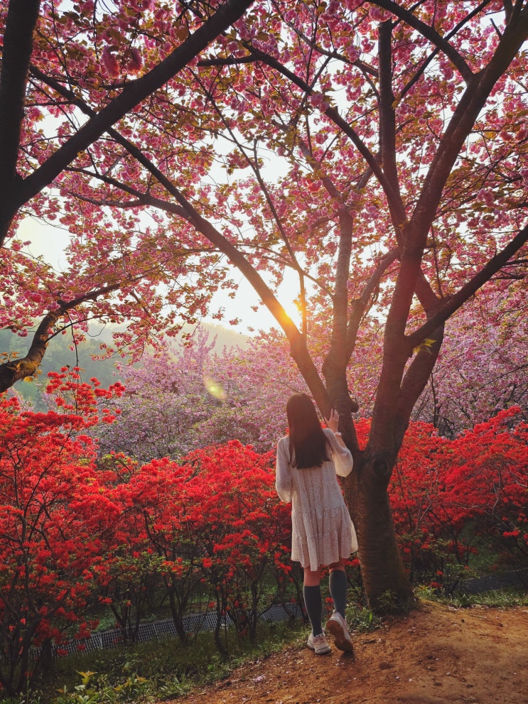  전주 겹벚꽃 실시간 만개! 전주 완산 칠봉 꽃동산 완산공원 주차 포토존