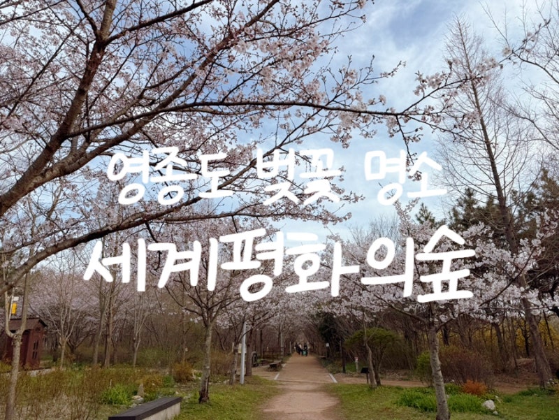 영종도 벚꽃 명소 세계평화의숲 추천 벚꽃 개화 실시간 주차