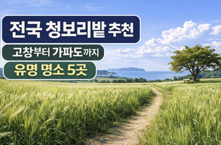  전국 청보리밭 축제 추천, 고창부터 가파도까지 봄 여행 코스 비교
