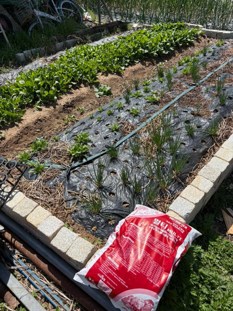 [스마트한 농부] 이맘때 멀티 두배업칼붕 마늘양파 고추 웃거름 비료 사용 후기