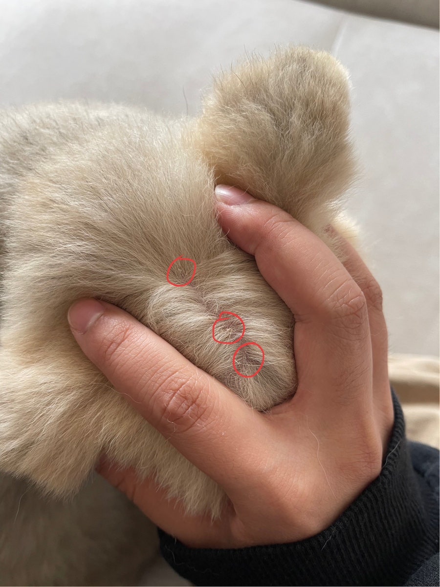 바른동물의료센터 사진 1