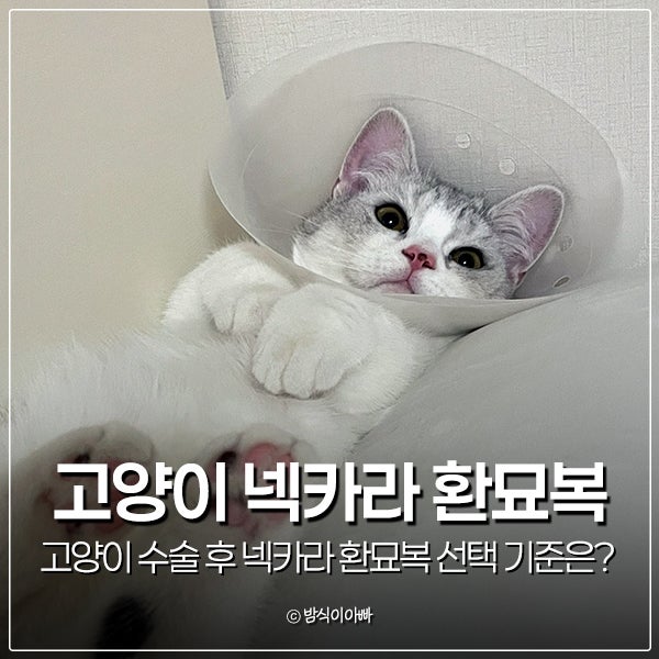 고양이 수술 후 넥카라 환묘복 선택 기준은?