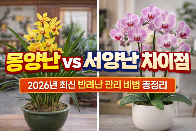 난 키우기 동양난 서양난 차이점과 2026년형 반려난 관리 꿀팁
