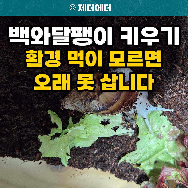 백와달팽이 키우기 수명 환경 먹이, 모르면 오래 못 삽니다