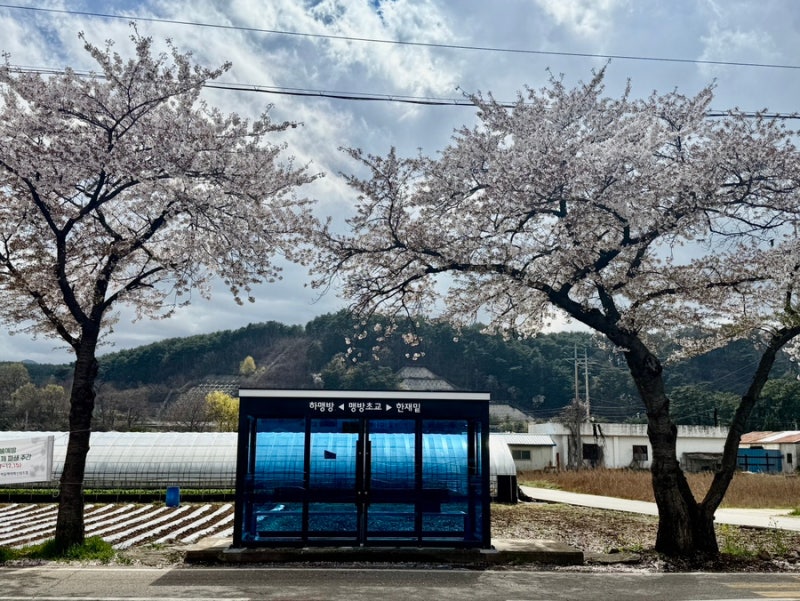 맹방해변