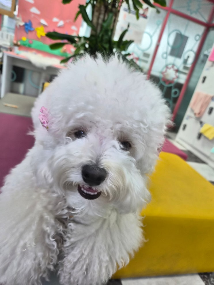  연수동애견미용학원 잘못 선택하면 생기는 일