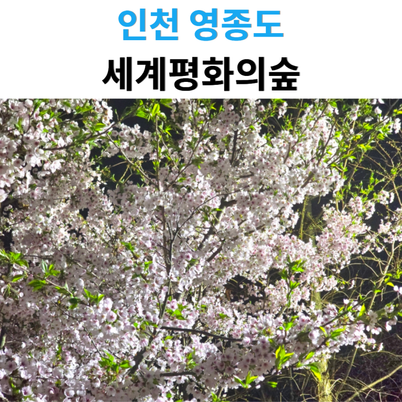 인천 영종도 벚꽃 명소 세계평화의숲, 4월 15일 밤 벚꽃 실황 공유