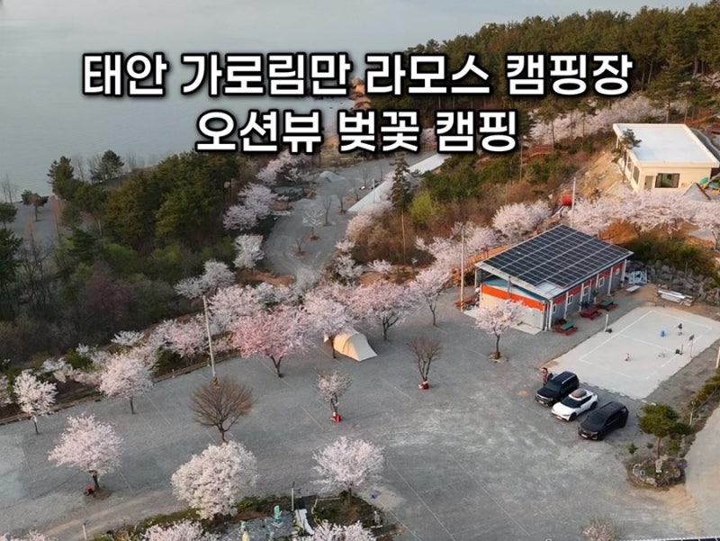 가로림만 라모스 캠핑장 태안 벚꽃 캠핑장 명당 사이트 추천