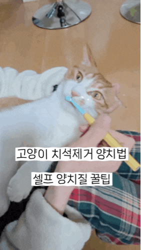 고양이 치석제거 양치법 :: 고양이 매일 셀프 양치 꿀팁