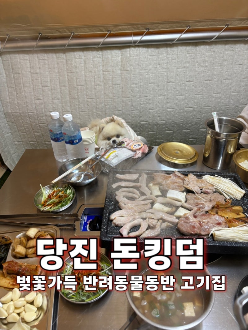 돈킹덤 — 당진시