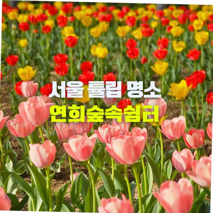  서울 연희숲속쉼터 튤립 꽃구경 명소 실시간 서대문 안산자락길 4월 가볼만한곳