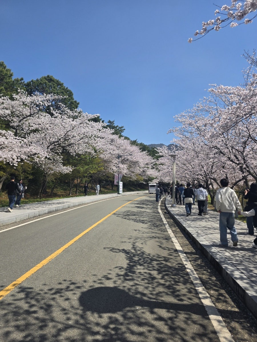 백리벚꽃길 사진 6