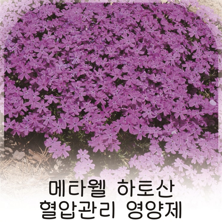  간편하게 시작하는 메타웰 하토산 일본 혈압관리 영양제 추천