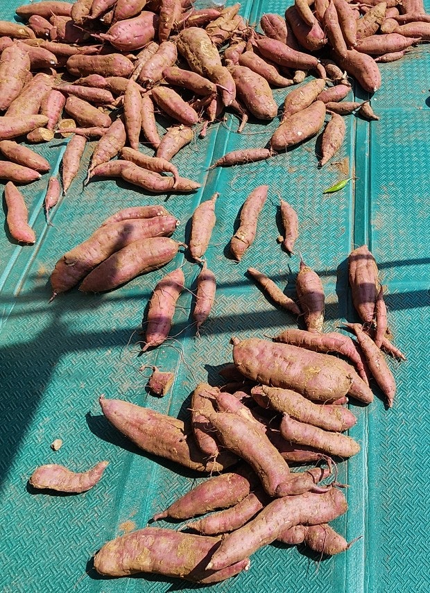고구마의 모든 것: 영양, 장단점, 다이어트 비법부터 황금 레시피까지