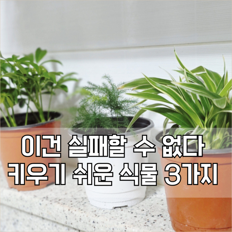 키우기쉬운 실내 공기정화식물 종류 3가지 갑조네 구입후기