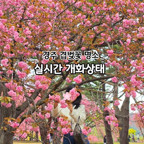 경주 불국사 겹벚꽃 명소 개화시기 실시간 꿀팁 경주가볼만한곳