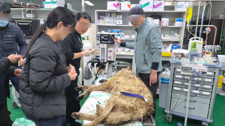  10일간의 '자유' 끝낸 늑구, 안영IC서 마취총 맞고 꿀잠 자며 오월드 복귀!