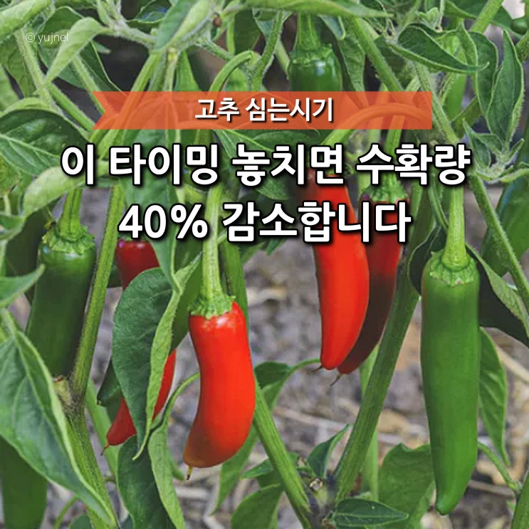 "저희 지역 지금 심어도 될까요?" 청양고추 모종 시기, 이때 놓치면 늦습니다