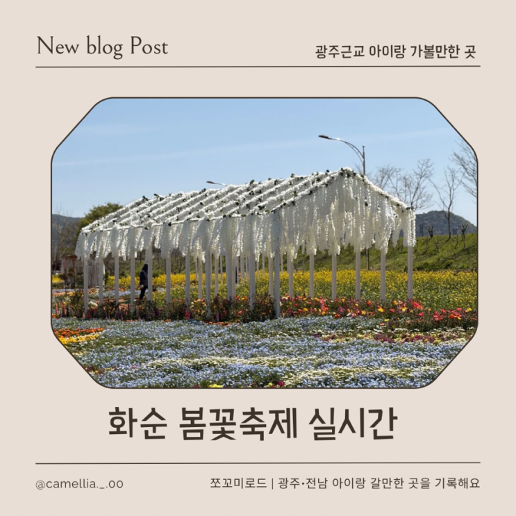  화순 봄꽃축제 광주 근교 아이랑 주말 나들이 실시간 꽃상태 & 방문팁