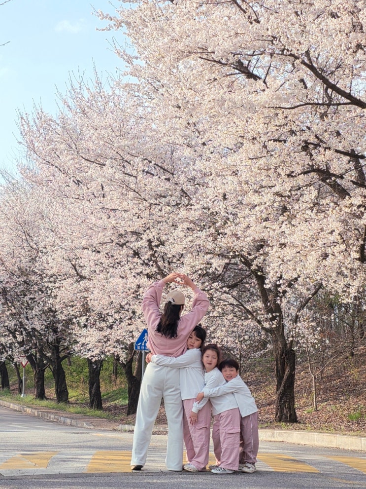  7살 8살 10살 삼남매의 4월 한 주 벚꽃 일상