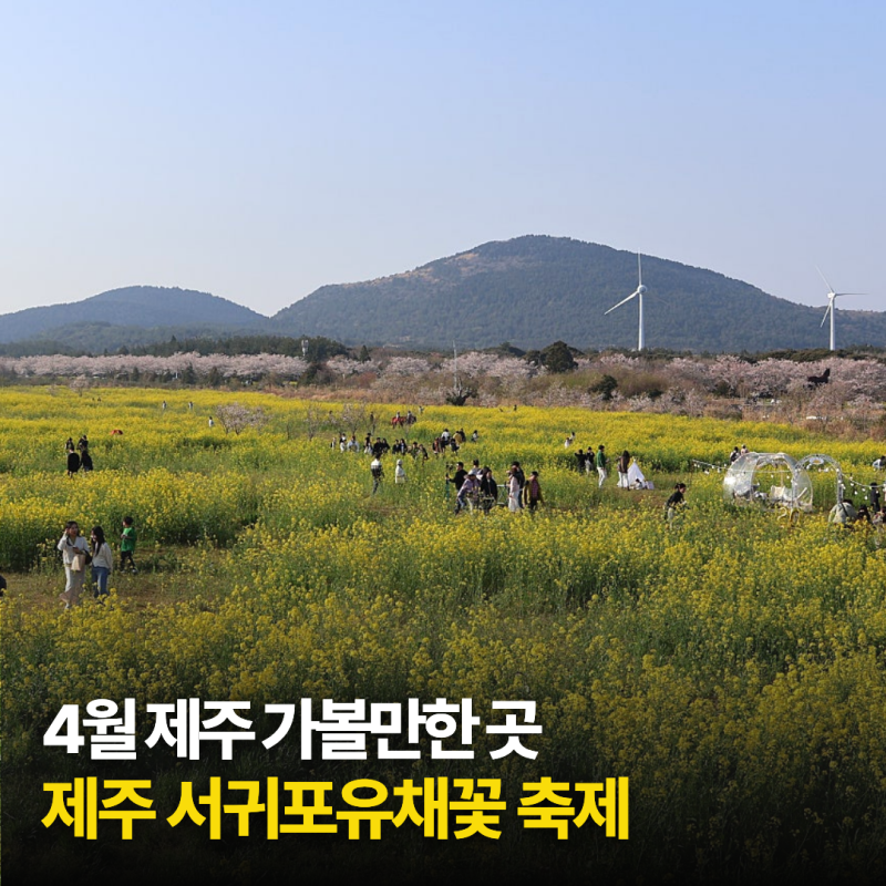 2026 제주 서귀포유채꽃축제 개화상황/주차/볼거리/즐길거리