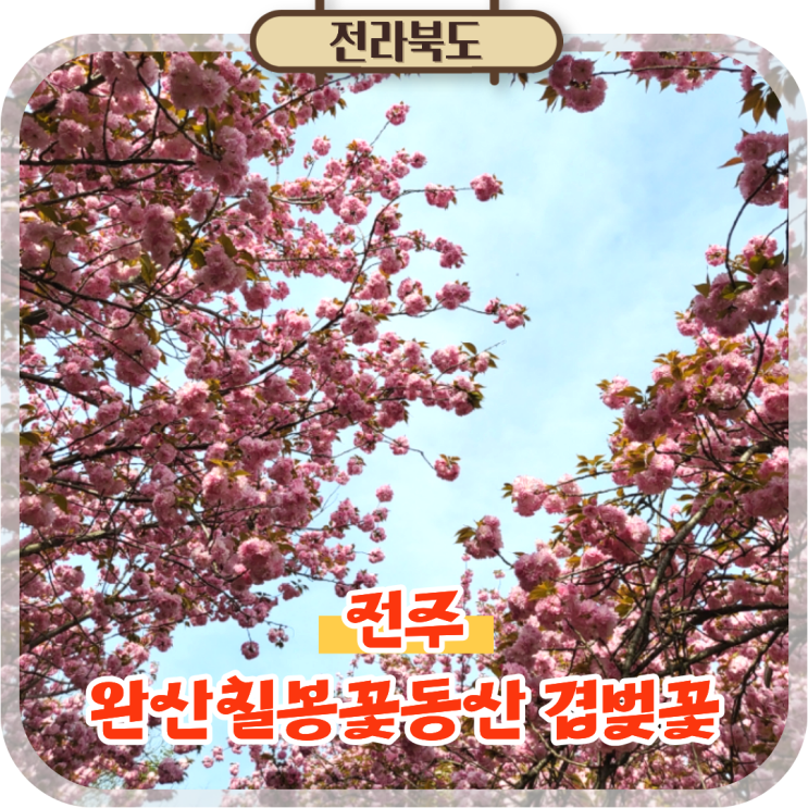  전주 완산칠봉꽃동산 겹벚꽃 꽃구경 나들이 데이트 코스 추천