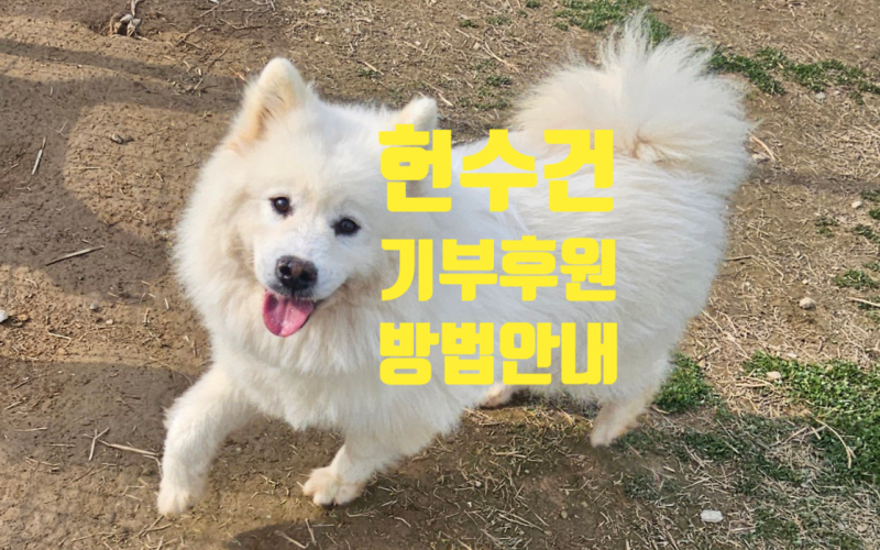 헌수건 기부 후원하는 방법 '띵독' 유기견 보호센터 기부 방법 안내