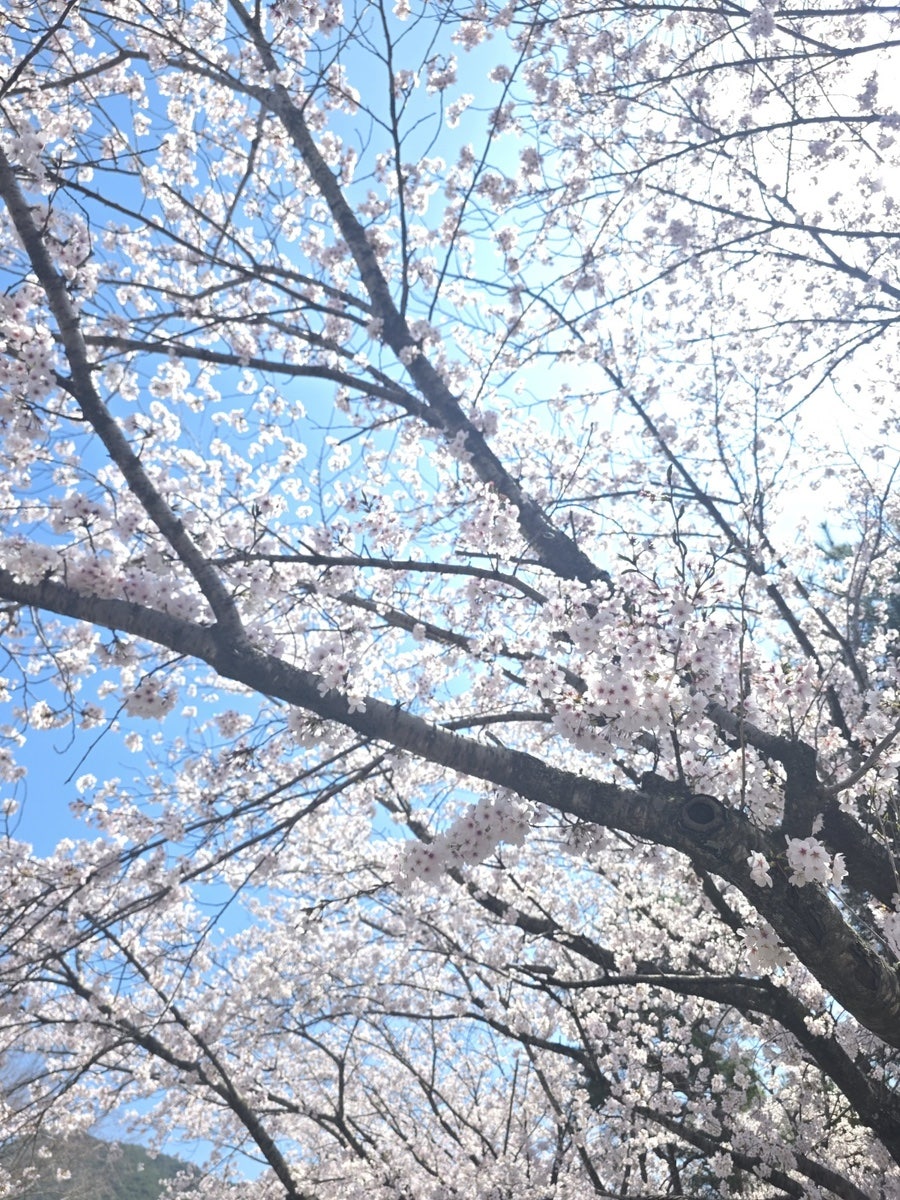 백리벚꽃길 사진 4