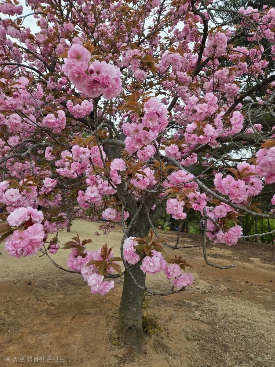  [4월 가볼만한 곳] 경주 불국사 겹벚꽃