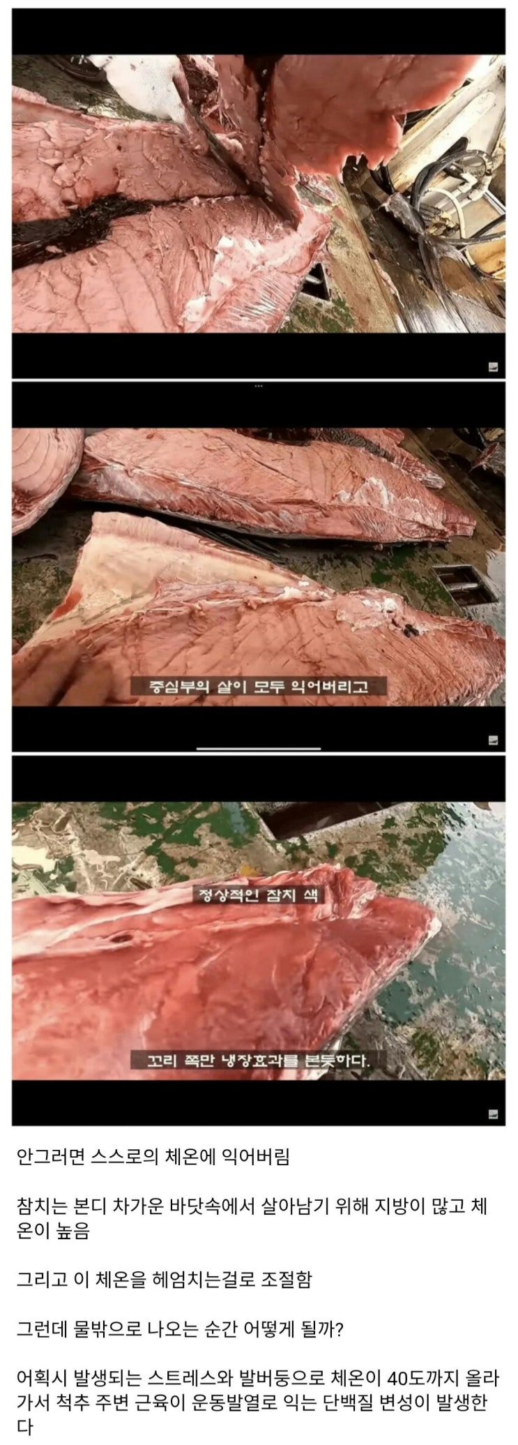  참치를 잡으면 바로 냉동해야하는 이유.jpg