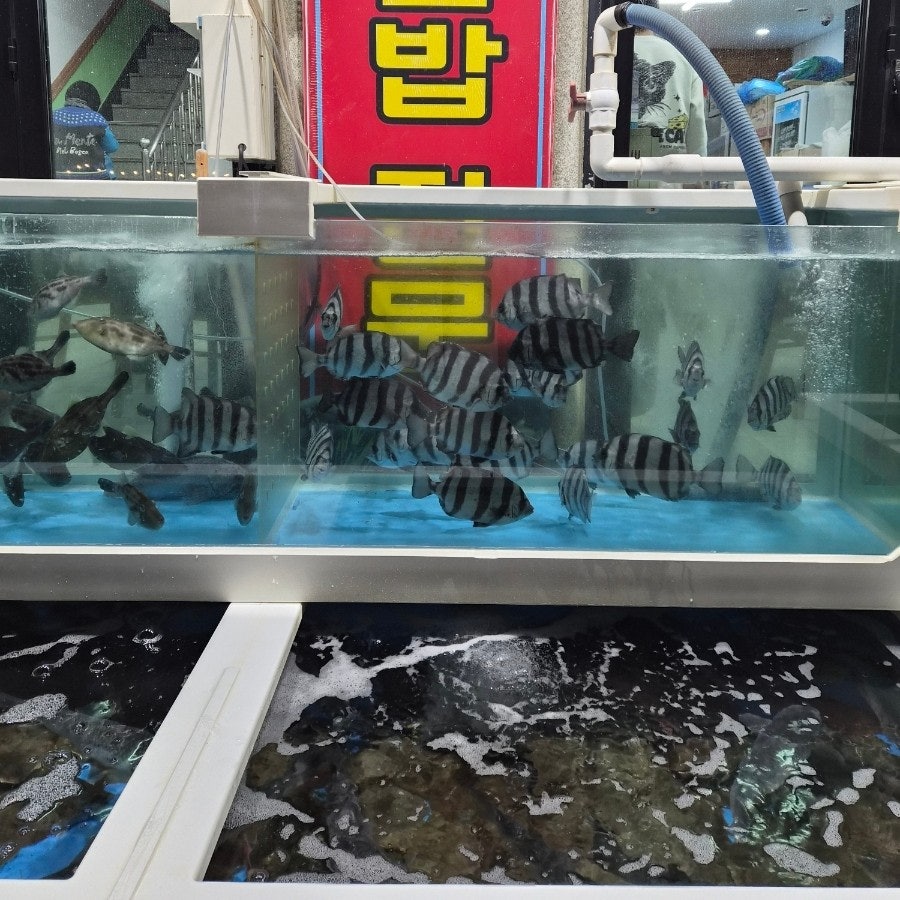 파도횟집 사진 6