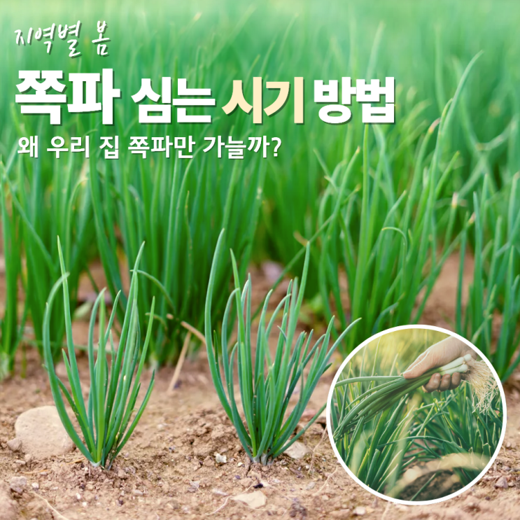  봄쪽파심는시기 방법 중부 남부