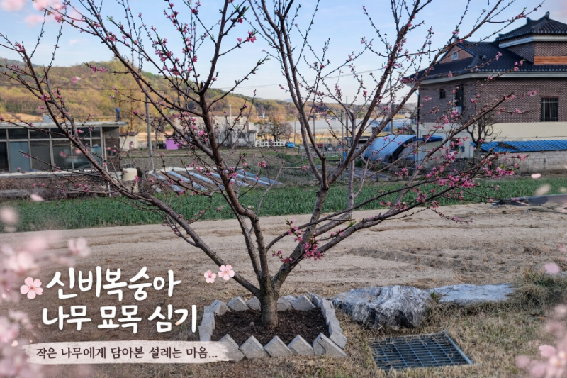 신비복숭아나무 심는 시기부터 재배방법까지 완벽 정리!"털 없는 복숭아"