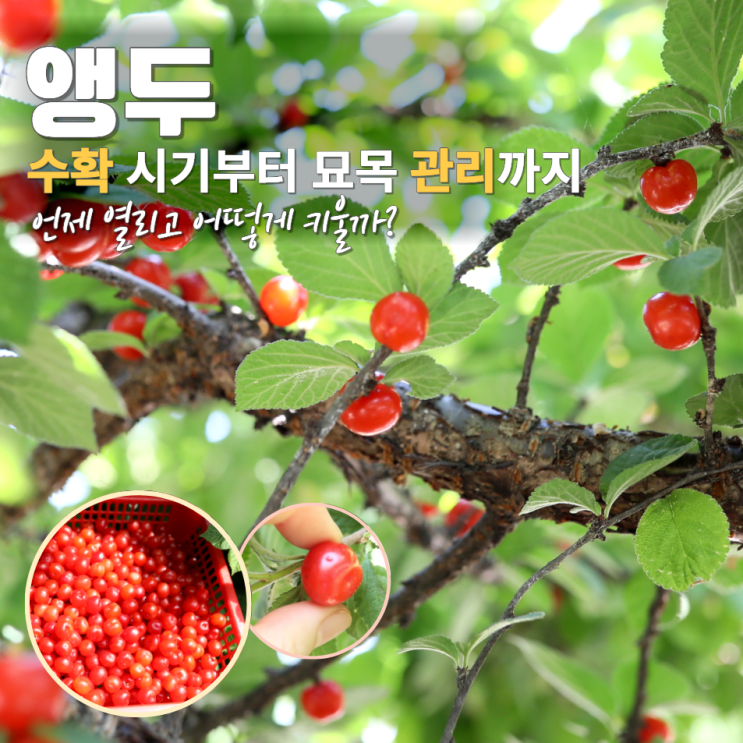  앵두 제철 열매 수확 시기 묘목 키우기