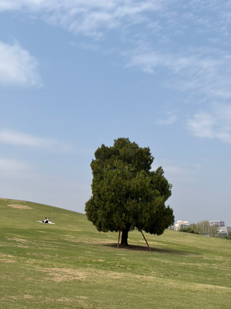 서울 올림픽공원 가이드, 산책코스 추천 | 주차장, 나홀로나무 포토 스팟 정리