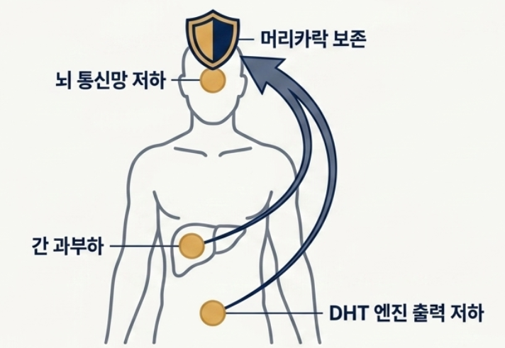 탈모약 부작용, 성기능보다 무서운 '만성피로'와 '브레인포그' 해결법