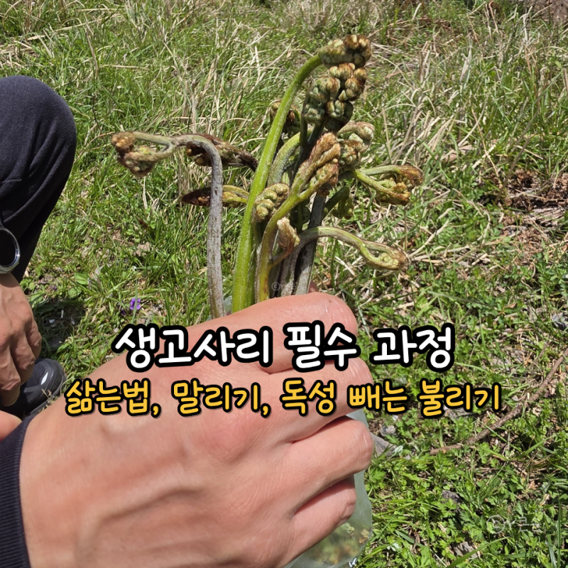 고사리 삶는법, 말리기부터 독성 빼는 불리기까지 생고사리 필수 과정