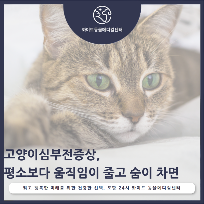 고양이심부전증상, 평소보다 움직임이 줄고 숨이 차면