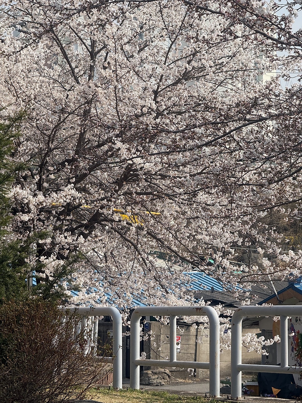 이슈네일 사진 6