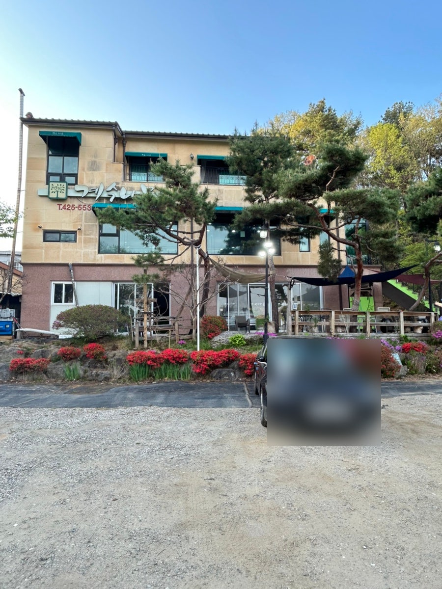 계수나무 사진 1
