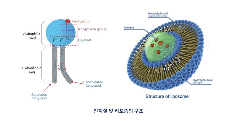 나우푸드글루타치온 500mg 효능 및 장점 정리